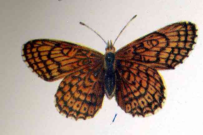 glanville butterfly